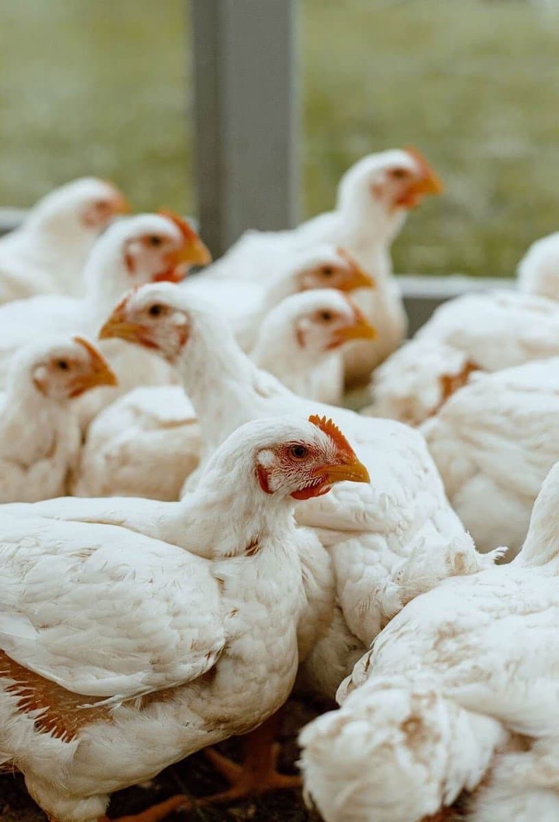 La quantité de poulets abattus mondialement est-elle problématique ?